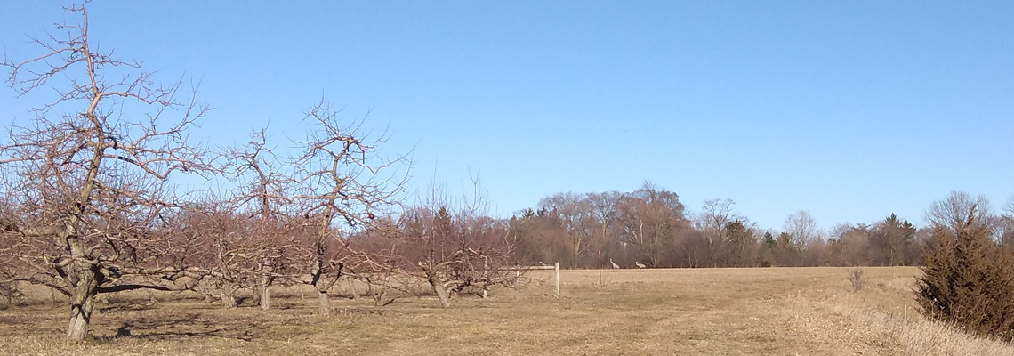 Early spring trees and Sandhill Cranes.