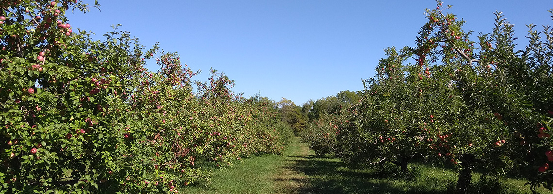 Apples on Trees