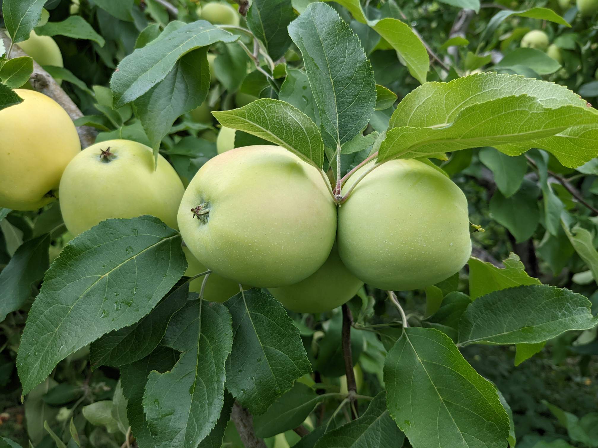 Lodi apples on a tree