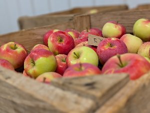 Melba apples in a box