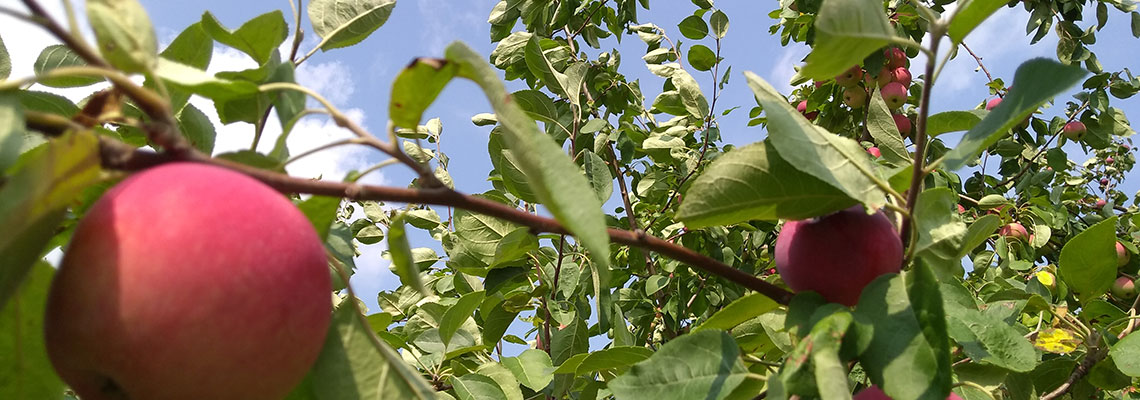 Melba apples on the tree